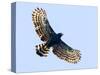 Sharp-shinned hawk (Accipiter striatus) in flight, Sarapiqui, Costa Rica-Panoramic Images-Stretched Canvas