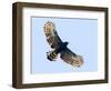 Sharp-shinned hawk (Accipiter striatus) in flight, Sarapiqui, Costa Rica-Panoramic Images-Framed Photographic Print