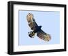 Sharp-shinned hawk (Accipiter striatus) in flight, Sarapiqui, Costa Rica-Panoramic Images-Framed Photographic Print