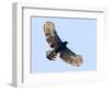 Sharp-shinned hawk (Accipiter striatus) in flight, Sarapiqui, Costa Rica-Panoramic Images-Framed Photographic Print