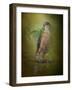 Sharp Shinned Hawk-Jai Johnson-Framed Giclee Print