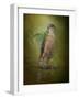 Sharp Shinned Hawk-Jai Johnson-Framed Giclee Print