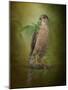 Sharp Shinned Hawk-Jai Johnson-Mounted Giclee Print