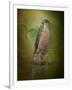 Sharp Shinned Hawk-Jai Johnson-Framed Giclee Print