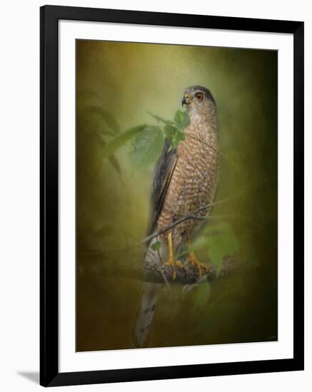 Sharp Shinned Hawk-Jai Johnson-Framed Giclee Print