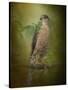 Sharp Shinned Hawk-Jai Johnson-Stretched Canvas