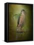 Sharp Shinned Hawk-Jai Johnson-Framed Stretched Canvas