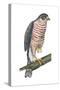 Sharp-Skinned Hawk (Accipiter Striatus), Birds-Encyclopaedia Britannica-Stretched Canvas