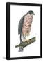 Sharp-Skinned Hawk (Accipiter Striatus), Birds-Encyclopaedia Britannica-Framed Poster