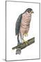 Sharp-Skinned Hawk (Accipiter Striatus), Birds-Encyclopaedia Britannica-Mounted Poster