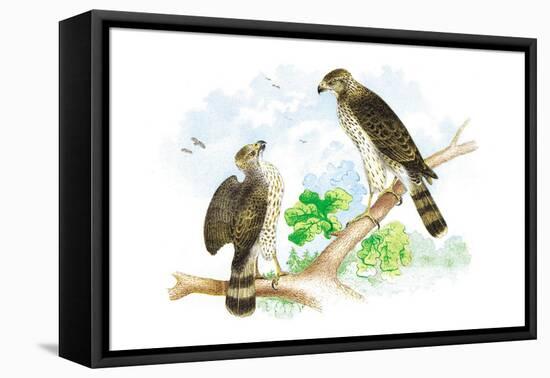 Sharp Skinned Hawk with Broad Wing Hawk-Theodore Jasper-Framed Stretched Canvas