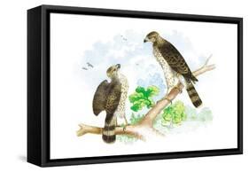 Sharp Skinned Hawk with Broad Wing Hawk-Theodore Jasper-Framed Stretched Canvas
