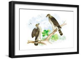 Sharp Skinned Hawk with Broad Wing Hawk-Theodore Jasper-Framed Art Print