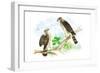 Sharp Skinned Hawk with Broad Wing Hawk-Theodore Jasper-Framed Art Print