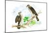 Sharp Skinned Hawk with Broad Wing Hawk-Theodore Jasper-Mounted Art Print