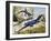 Sharp-Snouted Rock Lizard (Lacerta Oxycephala), Lacertidae-null-Framed Giclee Print