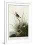 Sharp Tailed Finch-null-Framed Giclee Print