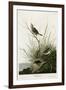 Sharp Tailed Finch-null-Framed Giclee Print