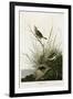 Sharp Tailed Finch-null-Framed Giclee Print