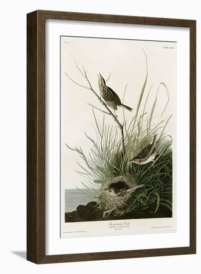 Sharp Tailed Finch-null-Framed Giclee Print