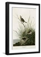 Sharp Tailed Finch-null-Framed Giclee Print