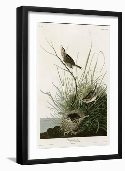 Sharp Tailed Finch-null-Framed Giclee Print