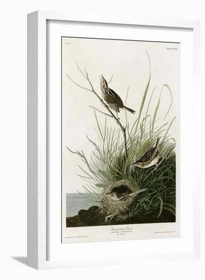 Sharp Tailed Finch-null-Framed Giclee Print