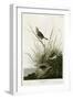 Sharp Tailed Finch-null-Framed Giclee Print