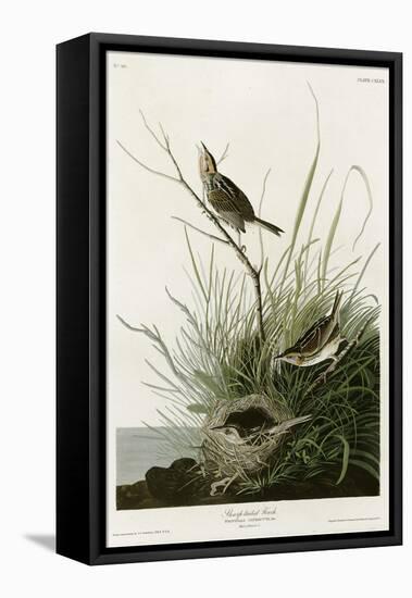 Sharp Tailed Finch-null-Framed Stretched Canvas