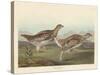 Sharp-tailed Grous, 1837-John James Audubon-Stretched Canvas