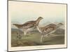 Sharp-tailed Grous, 1837-John James Audubon-Mounted Giclee Print