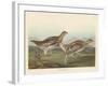 Sharp-tailed Grous, 1837-John James Audubon-Framed Giclee Print