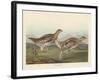 Sharp-tailed Grous, 1837-John James Audubon-Framed Giclee Print