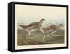 Sharp-tailed Grous, 1837-John James Audubon-Framed Stretched Canvas