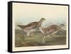 Sharp-tailed Grous, 1837-John James Audubon-Framed Stretched Canvas