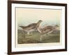 Sharp-tailed Grous, 1837-John James Audubon-Framed Giclee Print