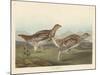 Sharp-tailed Grous, 1837-John James Audubon-Mounted Giclee Print