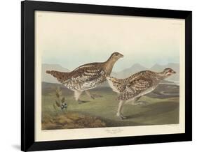 Sharp-tailed Grous, 1837-John James Audubon-Framed Giclee Print