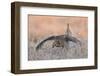 Sharp-tailed grouse, courtship display-Ken Archer-Framed Photographic Print