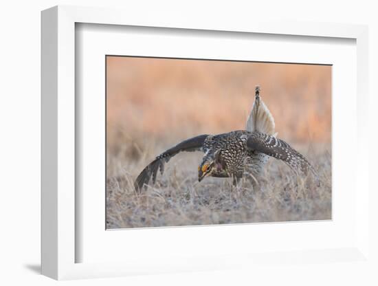 Sharp-tailed grouse, courtship display-Ken Archer-Framed Photographic Print