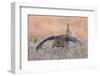 Sharp-tailed grouse, courtship display-Ken Archer-Framed Photographic Print