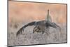 Sharp-tailed grouse, courtship display-Ken Archer-Mounted Photographic Print