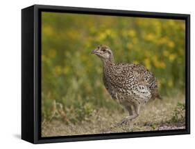 Sharp-Tailed Grouse (Tympanuchus Phasianellus) (Previously Tetrao Phasianellus)-James Hager-Framed Stretched Canvas