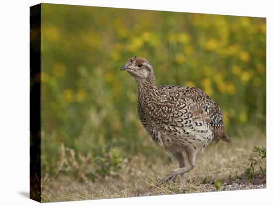 Sharp-Tailed Grouse (Tympanuchus Phasianellus) (Previously Tetrao Phasianellus)-James Hager-Stretched Canvas