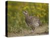 Sharp-Tailed Grouse (Tympanuchus Phasianellus) (Previously Tetrao Phasianellus)-James Hager-Stretched Canvas