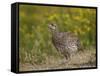 Sharp-Tailed Grouse (Tympanuchus Phasianellus) (Previously Tetrao Phasianellus)-James Hager-Framed Stretched Canvas