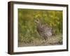 Sharp-Tailed Grouse (Tympanuchus Phasianellus) (Previously Tetrao Phasianellus)-James Hager-Framed Photographic Print