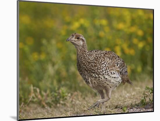 Sharp-Tailed Grouse (Tympanuchus Phasianellus) (Previously Tetrao Phasianellus)-James Hager-Mounted Photographic Print