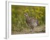Sharp-Tailed Grouse (Tympanuchus Phasianellus) (Previously Tetrao Phasianellus)-James Hager-Framed Photographic Print