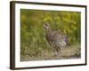 Sharp-Tailed Grouse (Tympanuchus Phasianellus) (Previously Tetrao Phasianellus)-James Hager-Framed Photographic Print